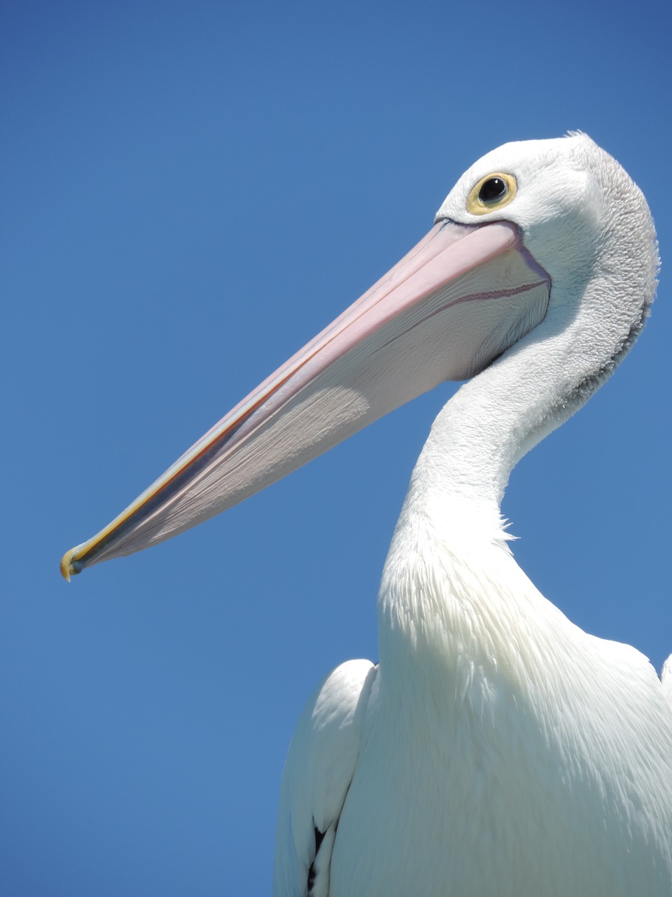 Image - pelican bird beak large beak