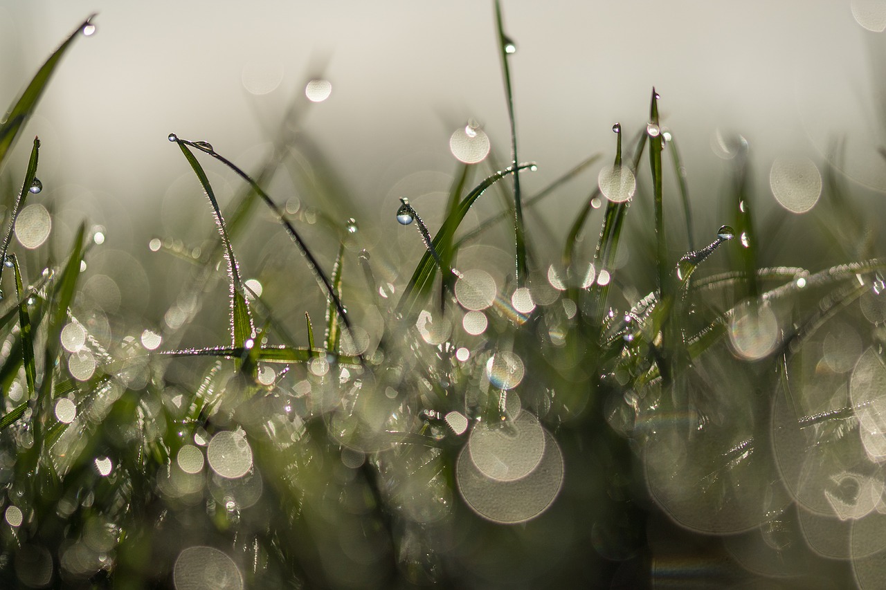 Image - grass meadow tautroepfchen dewdrop