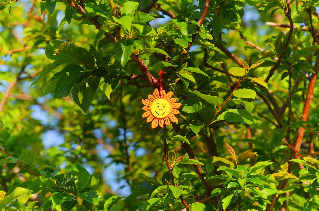 Image - summer spring sun bulgaria joy