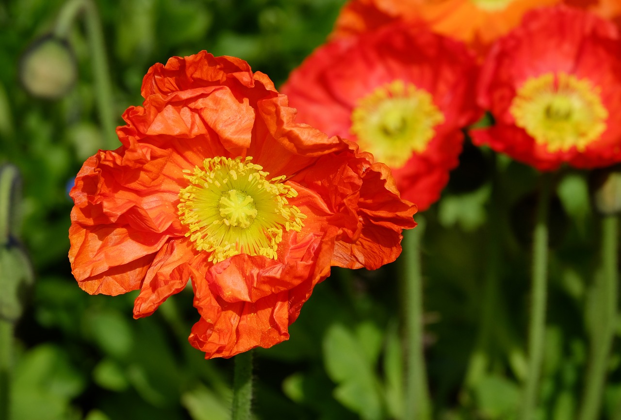 Image - poppy klatschmohn flower blossom