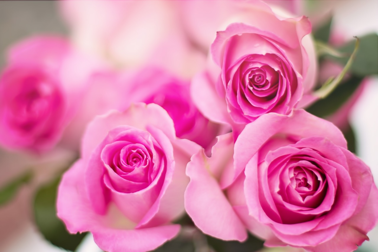 Image - pink roses roses flowers romance