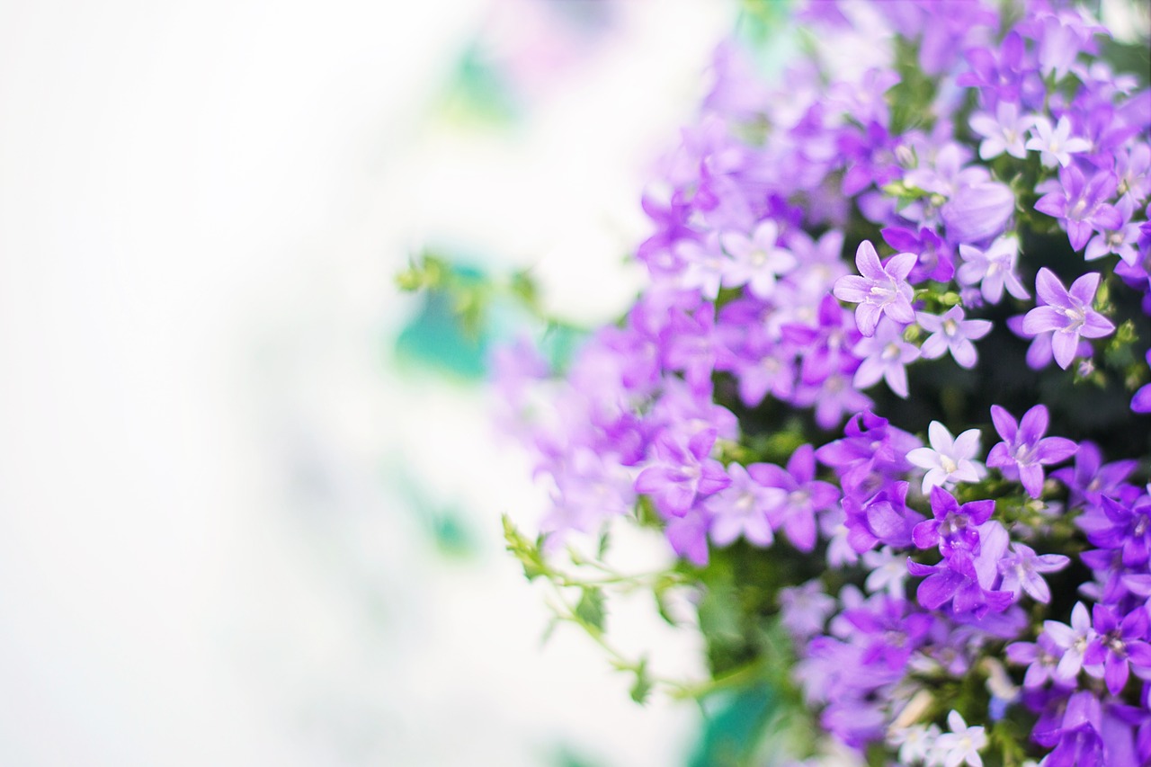 Image - purple flowers spring summer