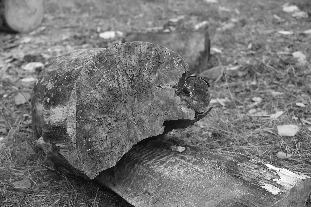 Image - strains of black and white wood