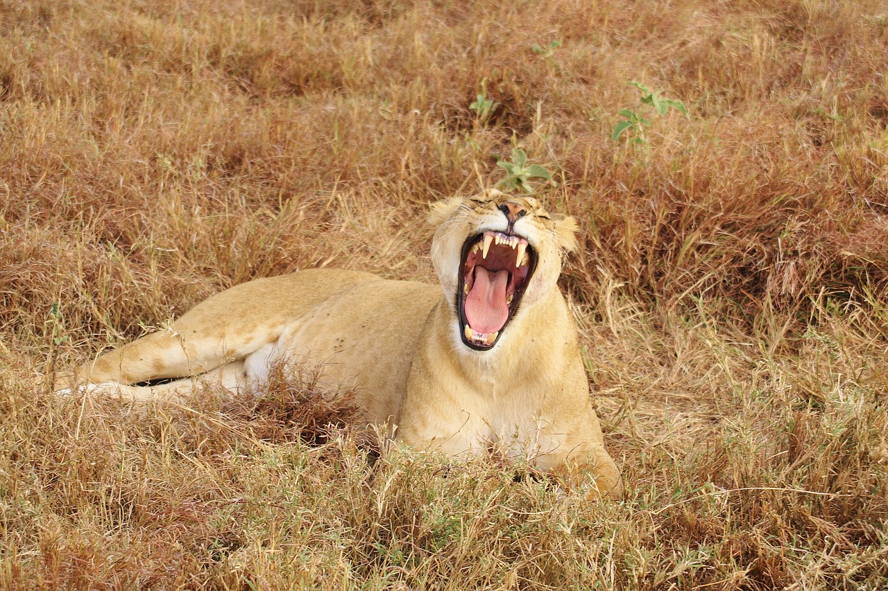 Image - lion yawn animal nature africa