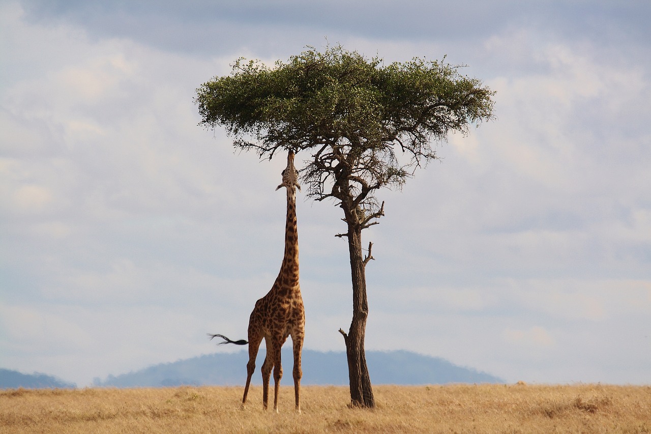 Image - giraffe kenya africa wildlife