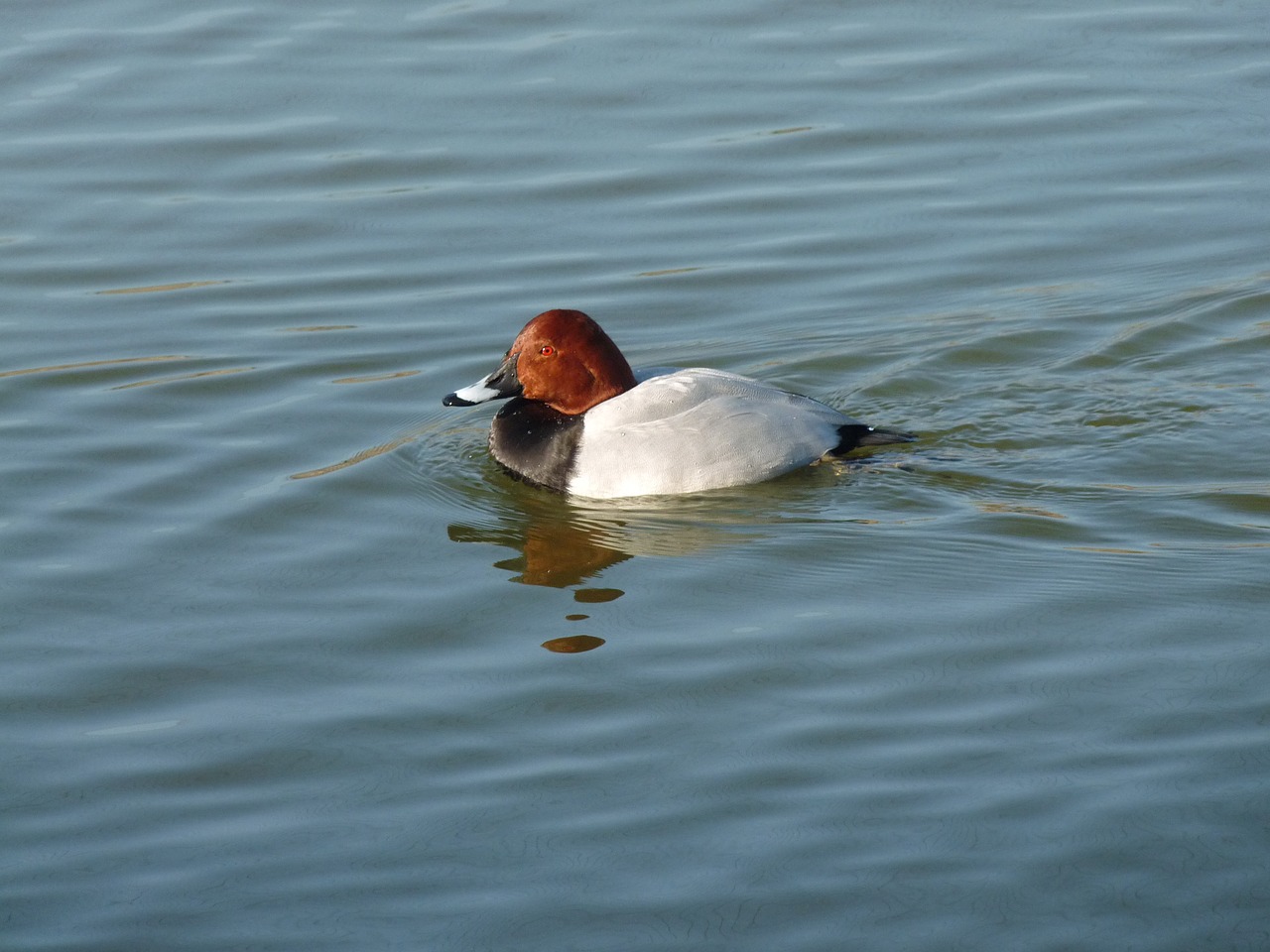 Image - bird animal duck water fowl