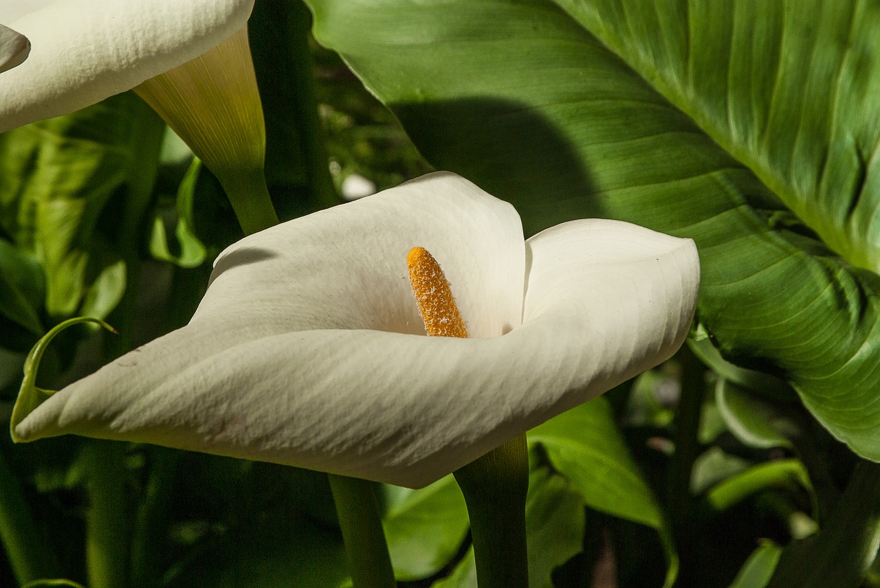 Image - flower lys garden spring