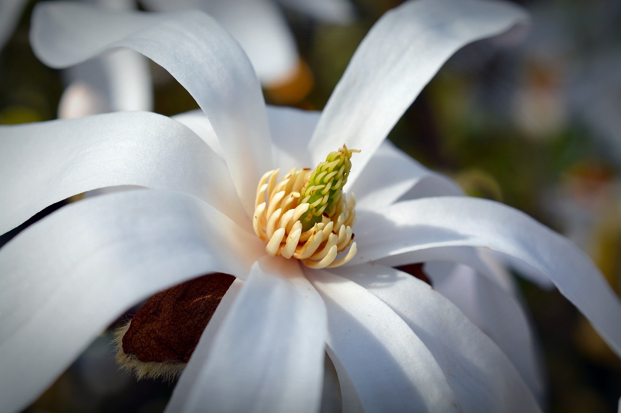 Image - star magnolia magnolia bloom white