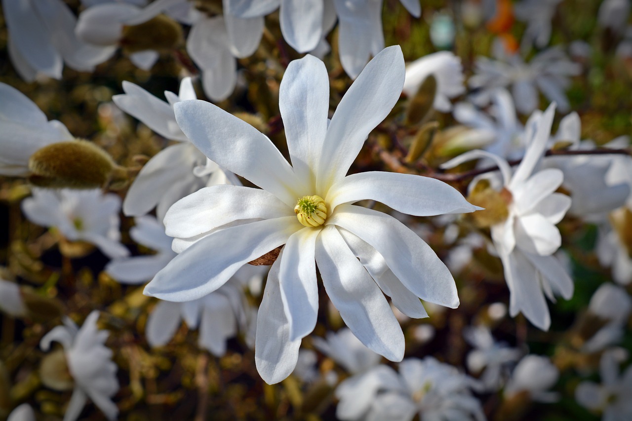 Image - star magnolia magnolia bloom white