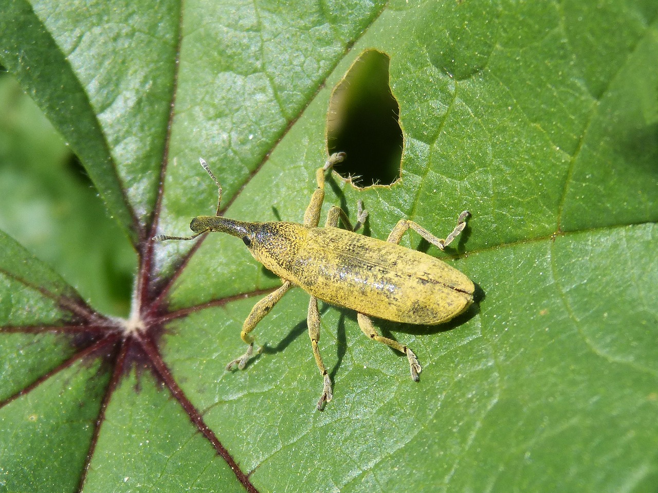 Image - weevil weevil beetle