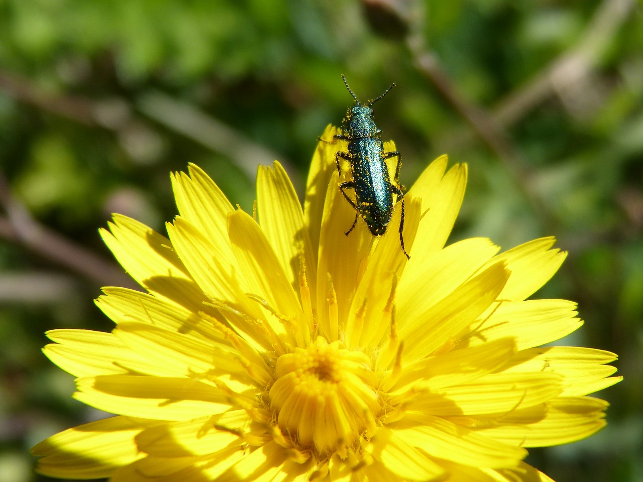 Image - green beetle