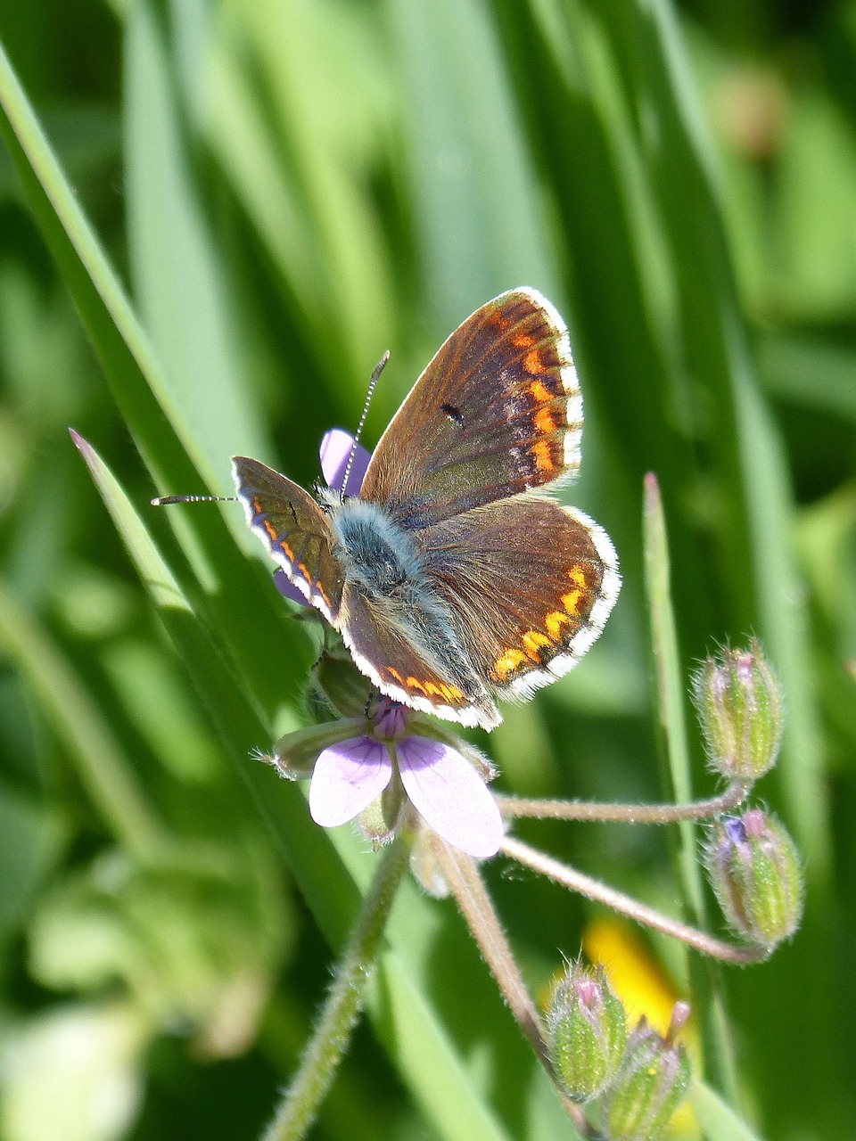 Image - butterfly aricia cramera brunette