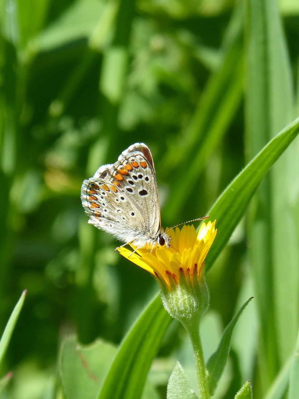 Image - butterfly aricia cramera brunette