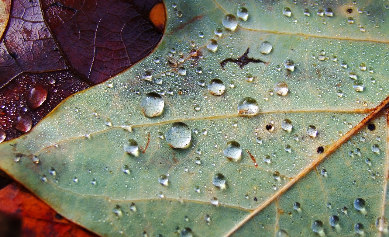 Image - leaf drip drop of water macro