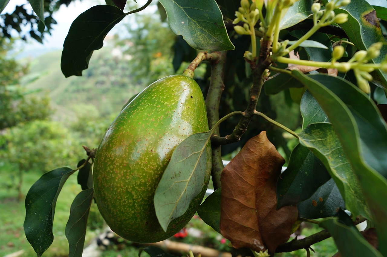 Image - avocado tree avocado