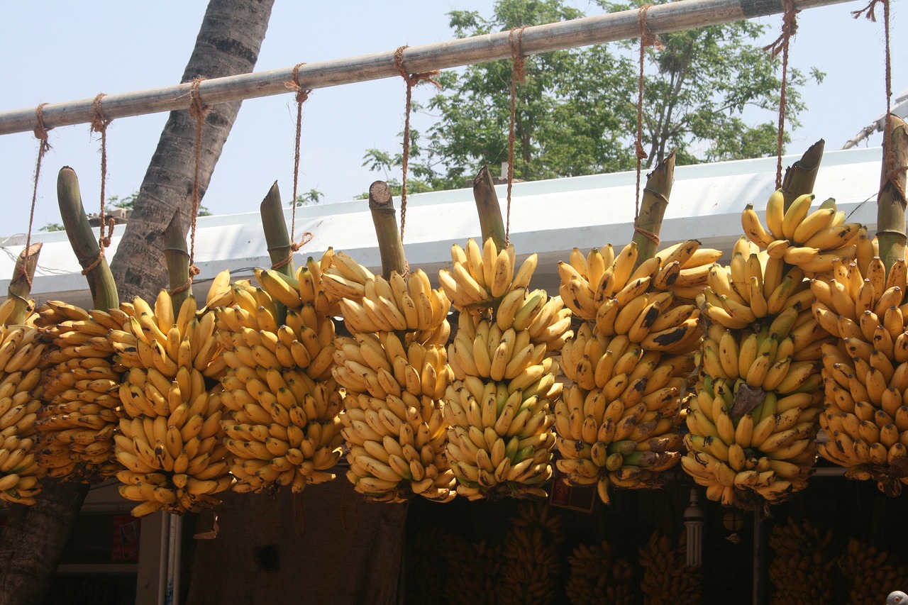 Image - banana bunch indian bananas banana