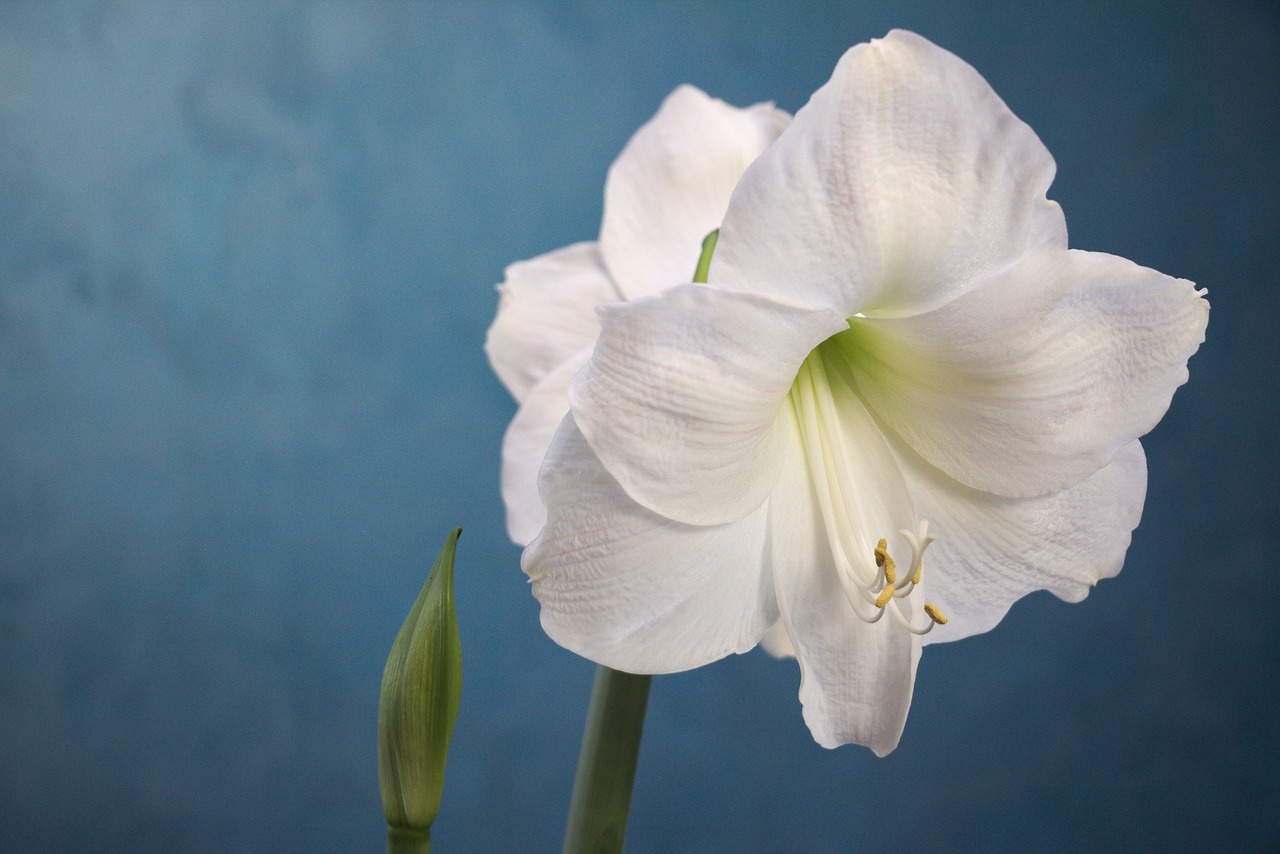 Image - amaryllis white flower gardening
