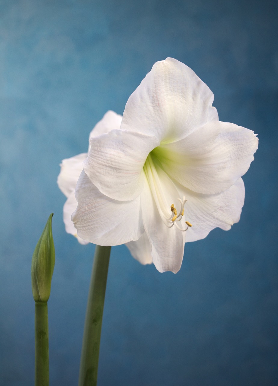 Image - amaryllis white flower gardening