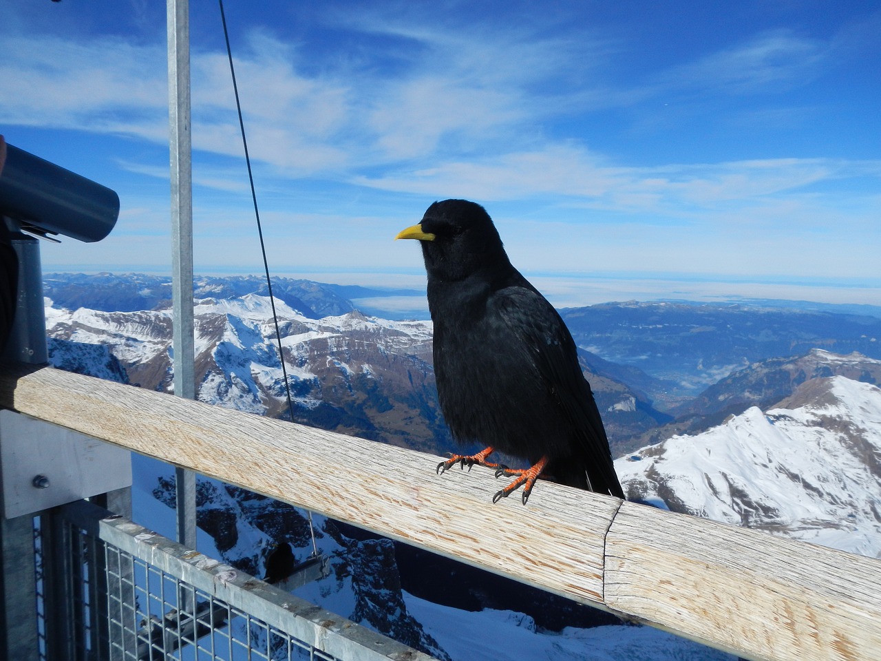 Image - bird mountains snow jungfraujoch