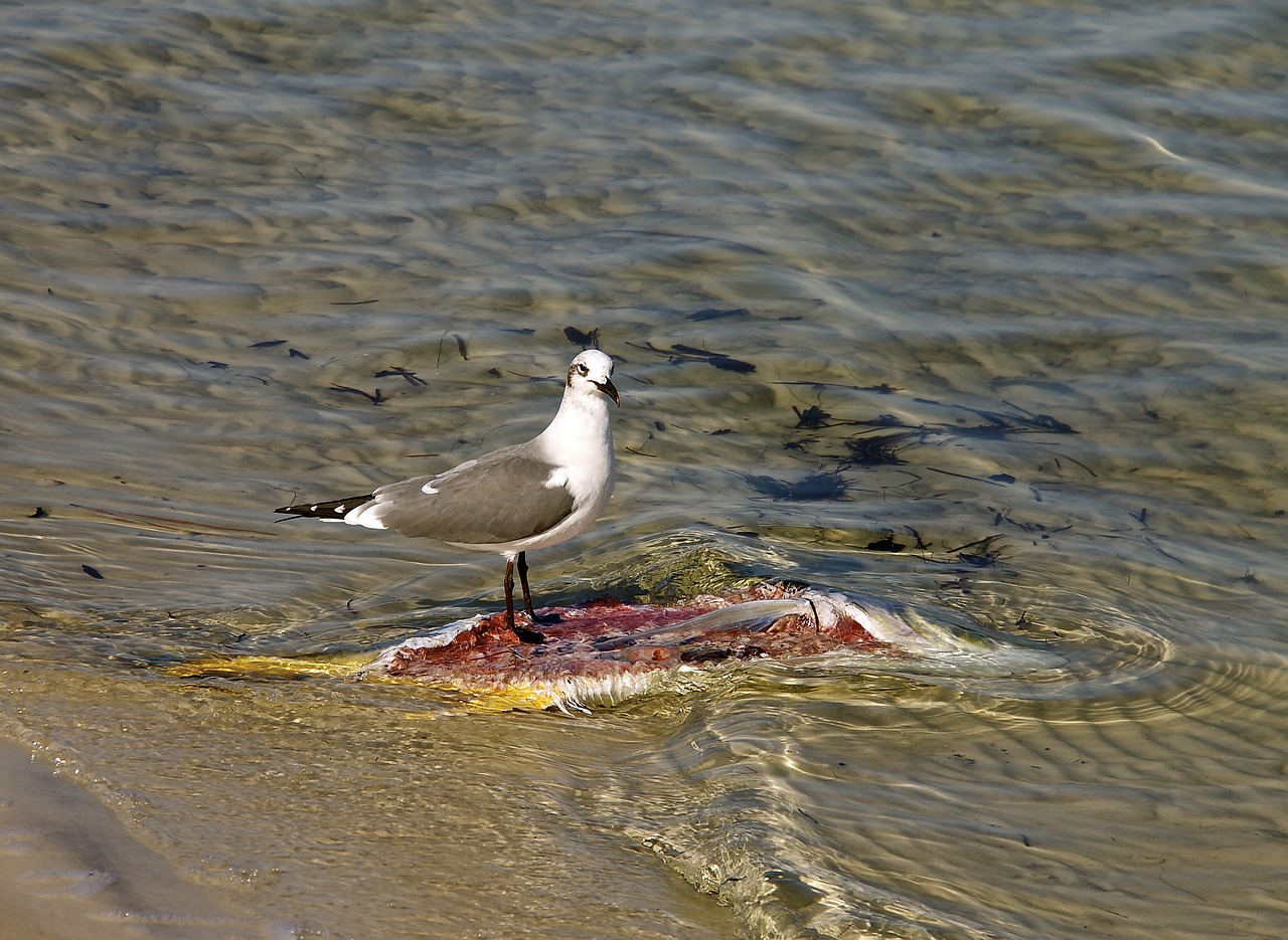 Image - seagull fish water ocean marine