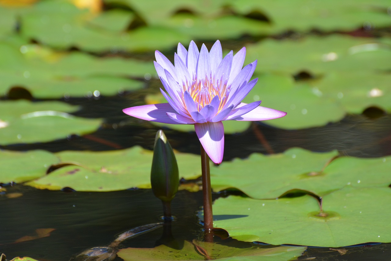 Image - ninféia flower aquatic plant