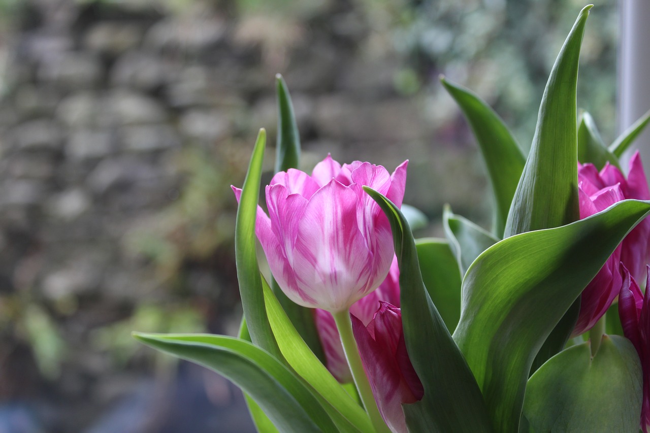 Image - tulip flower pink bulb spring