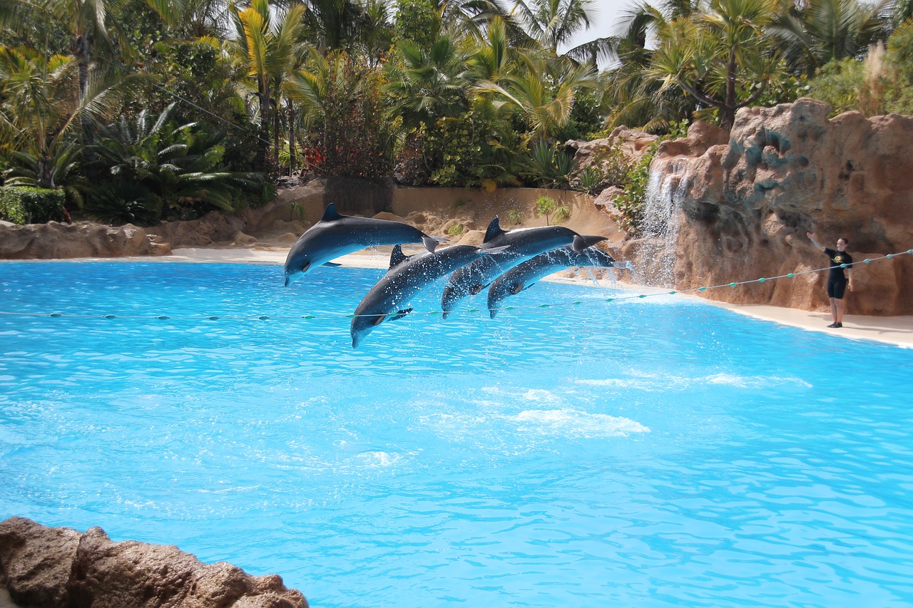 Image - loro parque tenerife dolphin