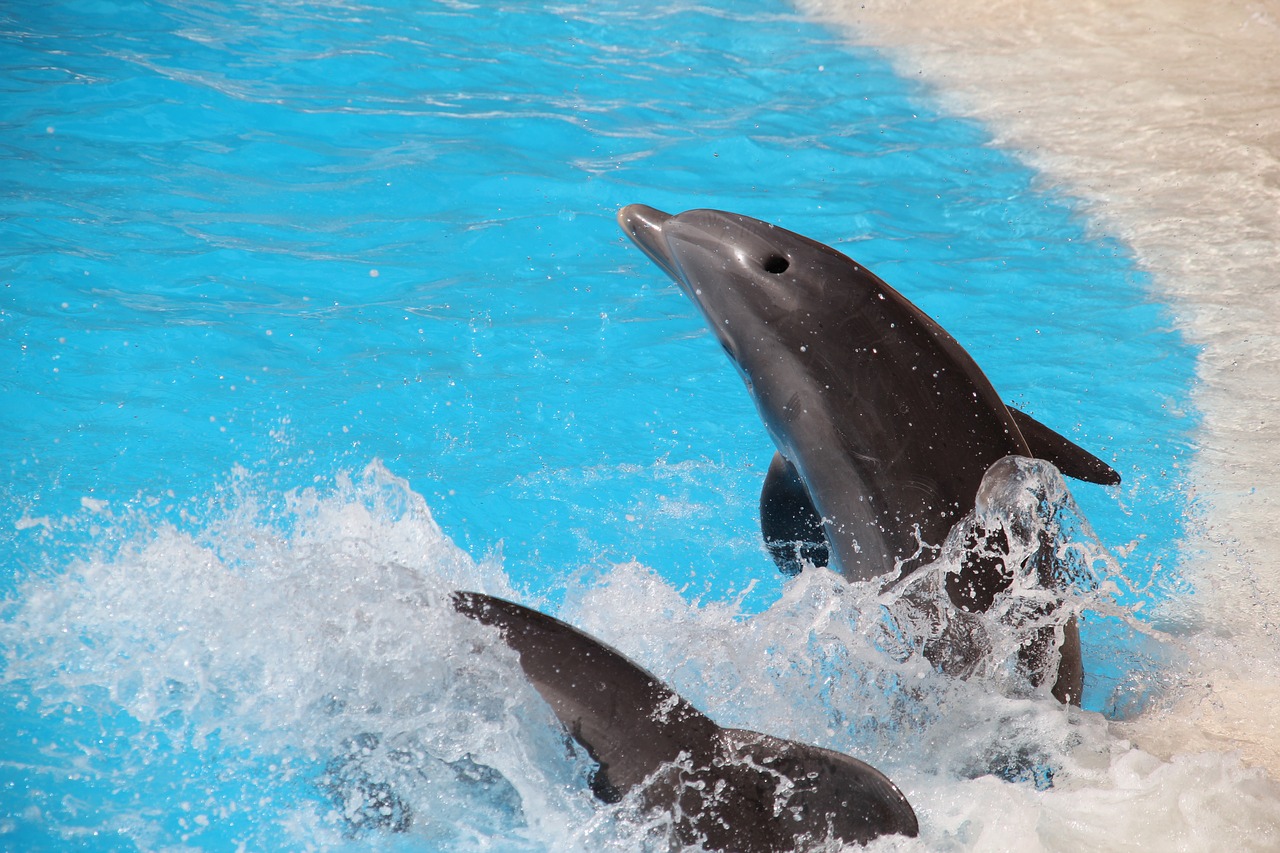 Image - loro parque tenerife dolphin