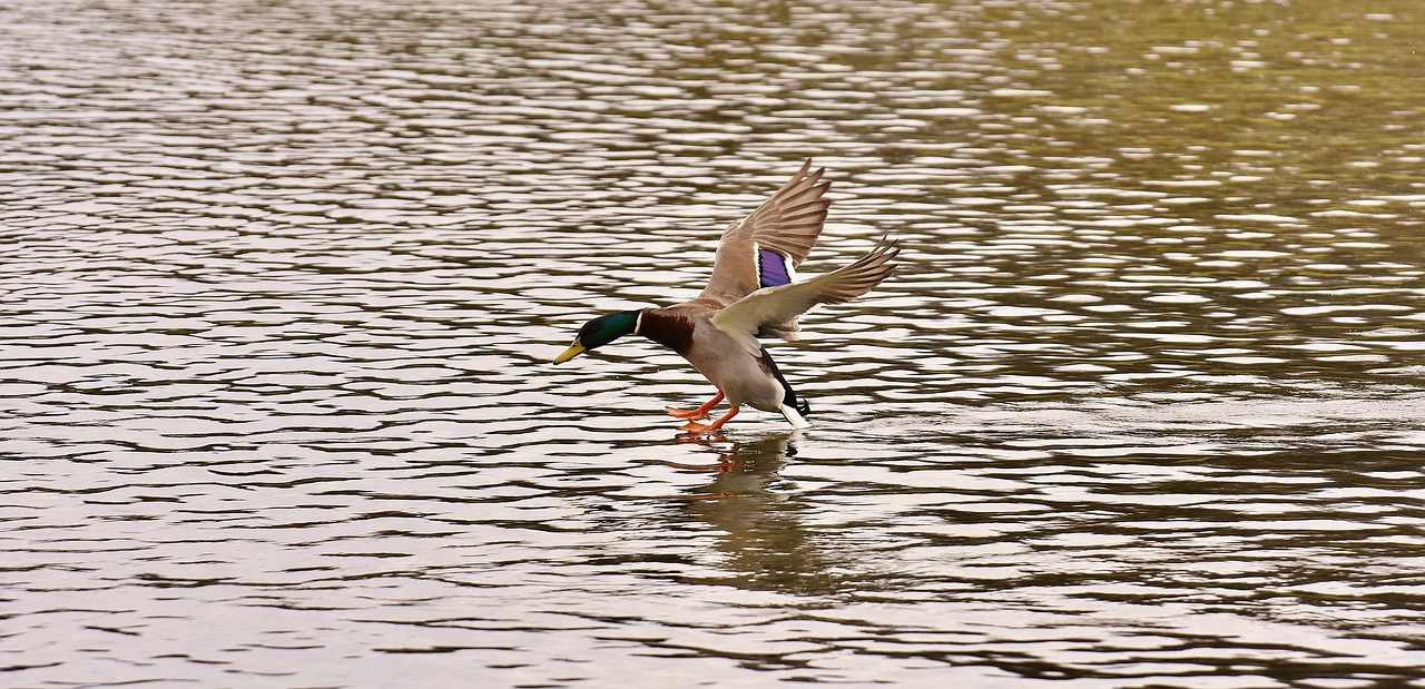 Image - duck mallard landing water