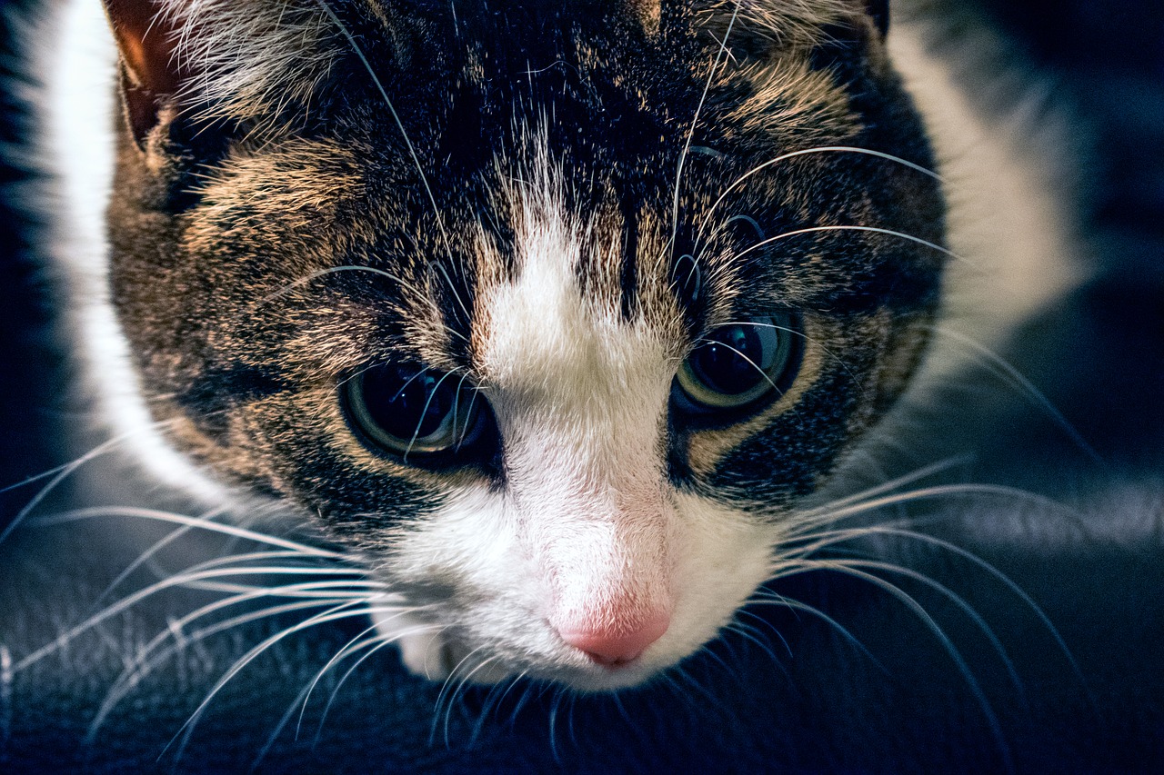 Image - cat dark adorable white animal