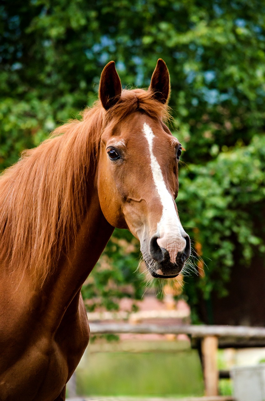 Image - horse mare fuchs