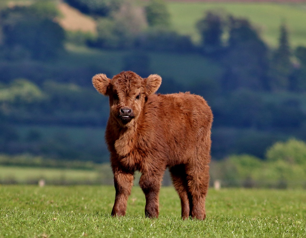 Image - calf cow cattle farm highland cow