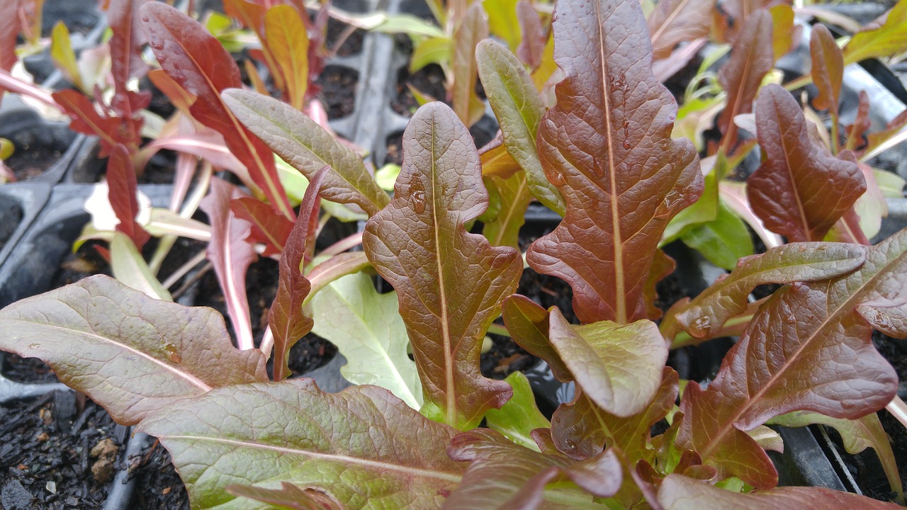 Image - bronze arrow lettuce leafy garden