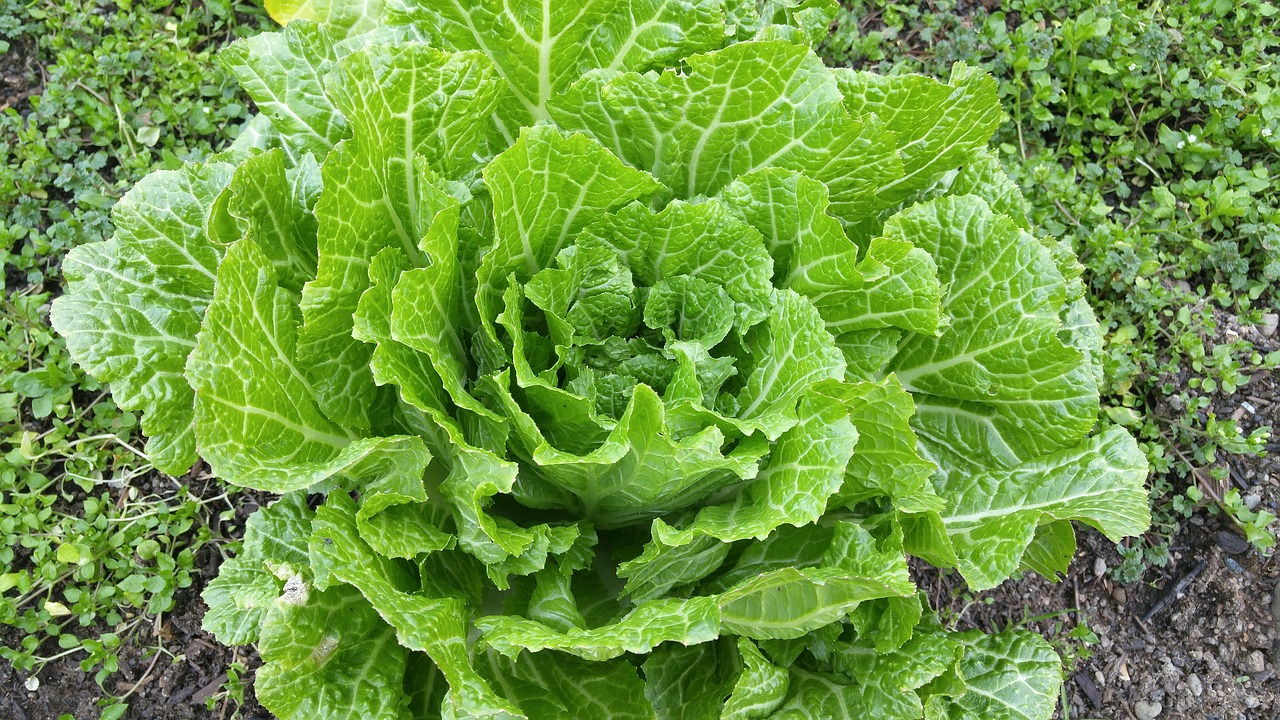 Image - napa cabbage green leafy vegetable