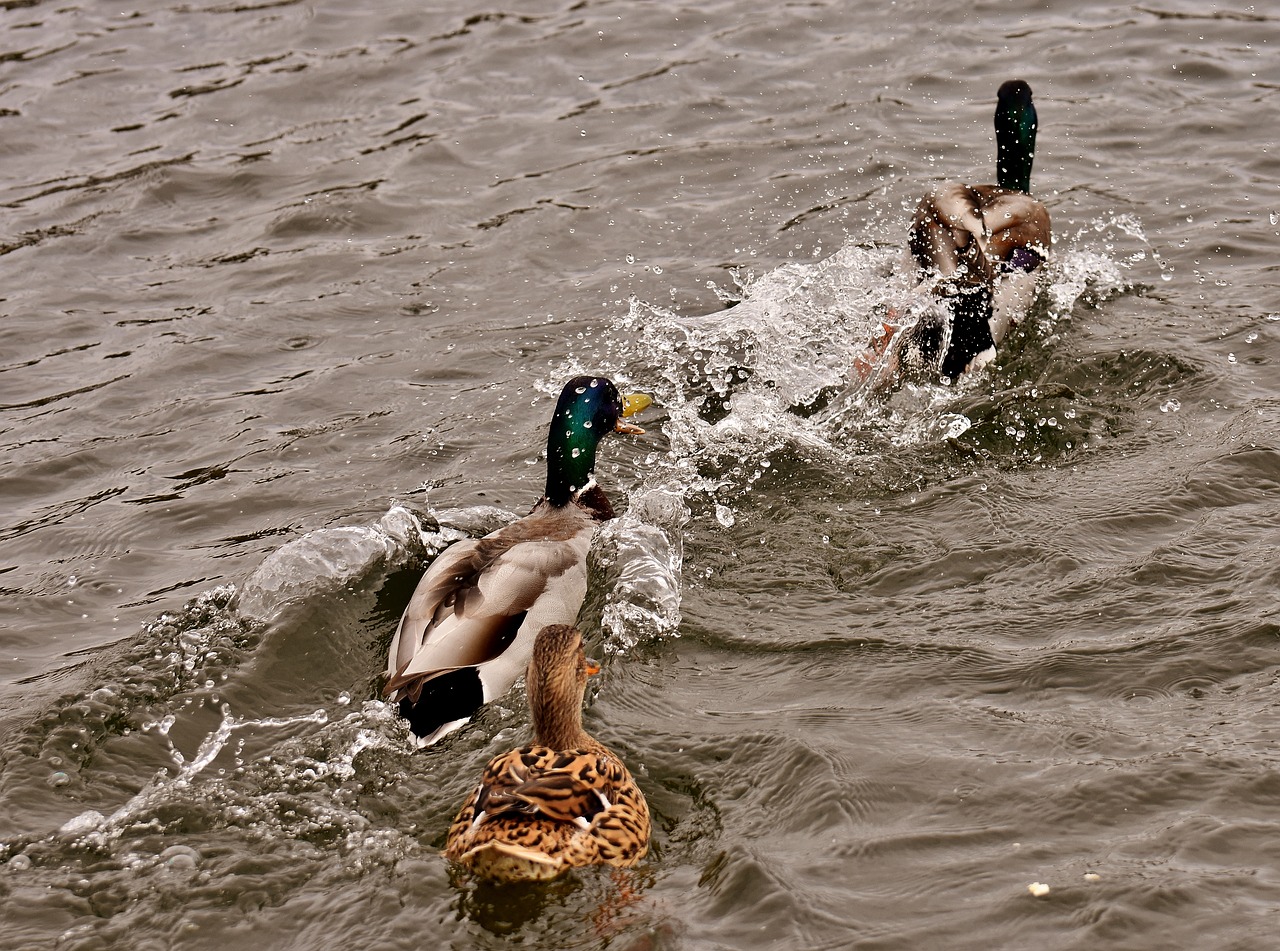 Image - chase ducks mallards water bird