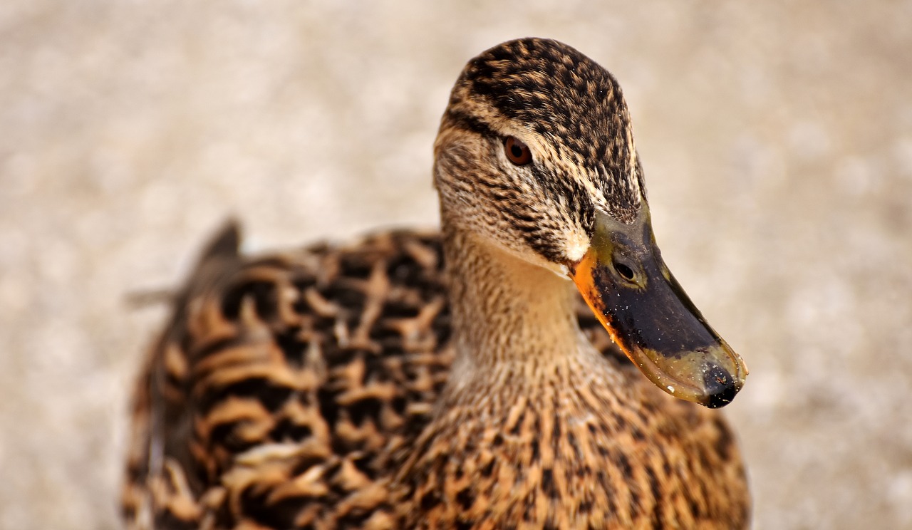 Image - mallard brown animal world plumage