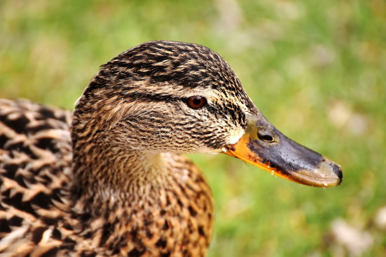 Image - mallard brown animal world plumage