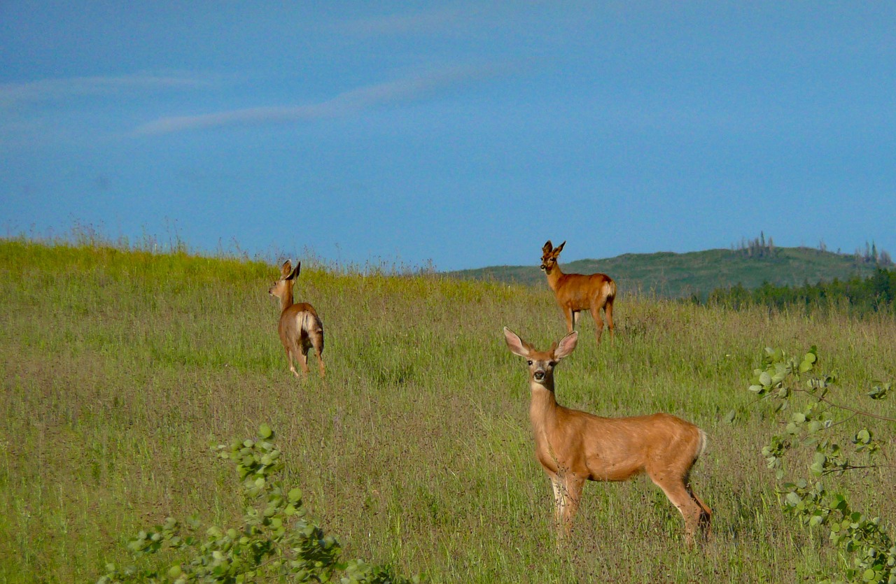 Image - deer wildlife animals muledeer