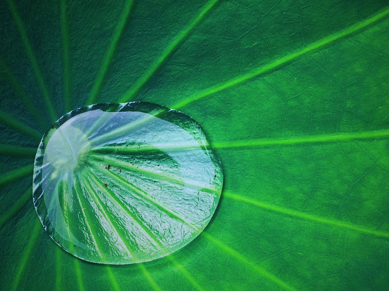 Image - summer lotus leaf water droplets