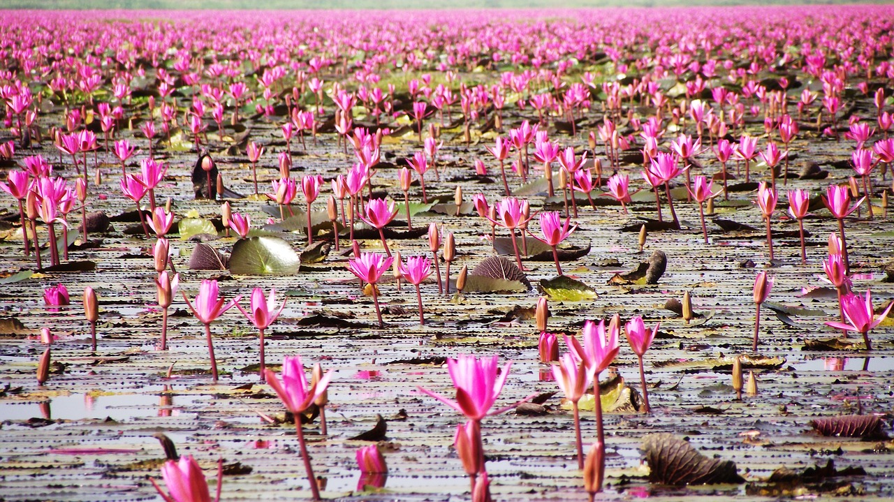 Image - red lotus lotus sea flowers