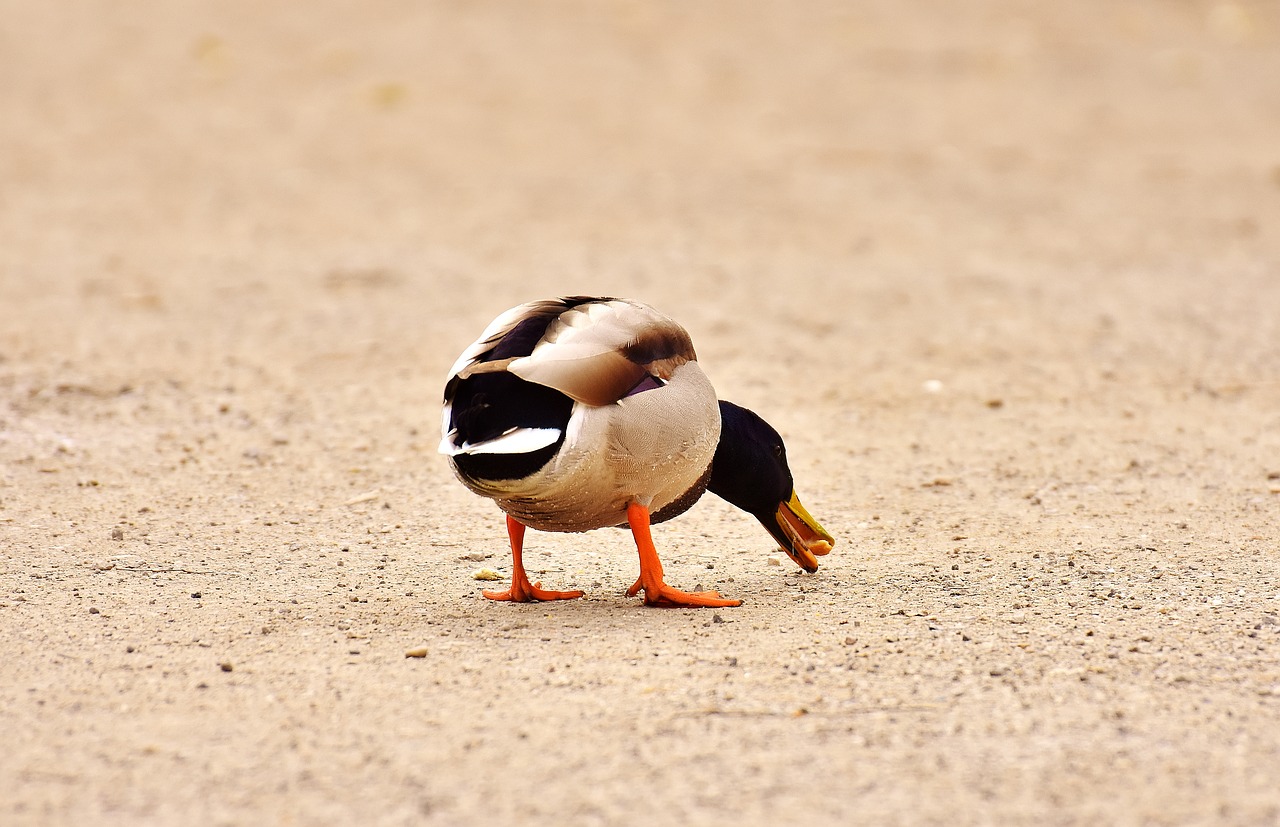 Image - mallard eat food duck bird