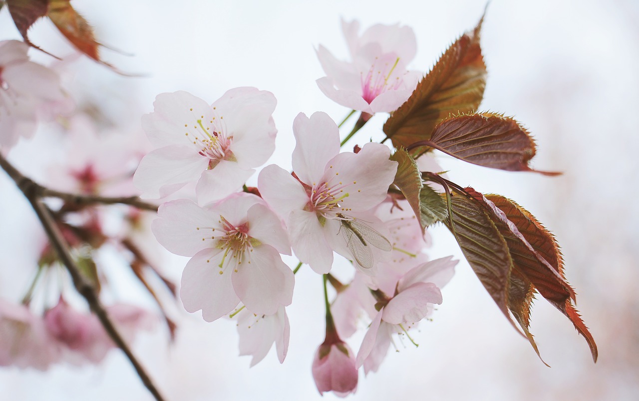 Image - japanese cherry trees