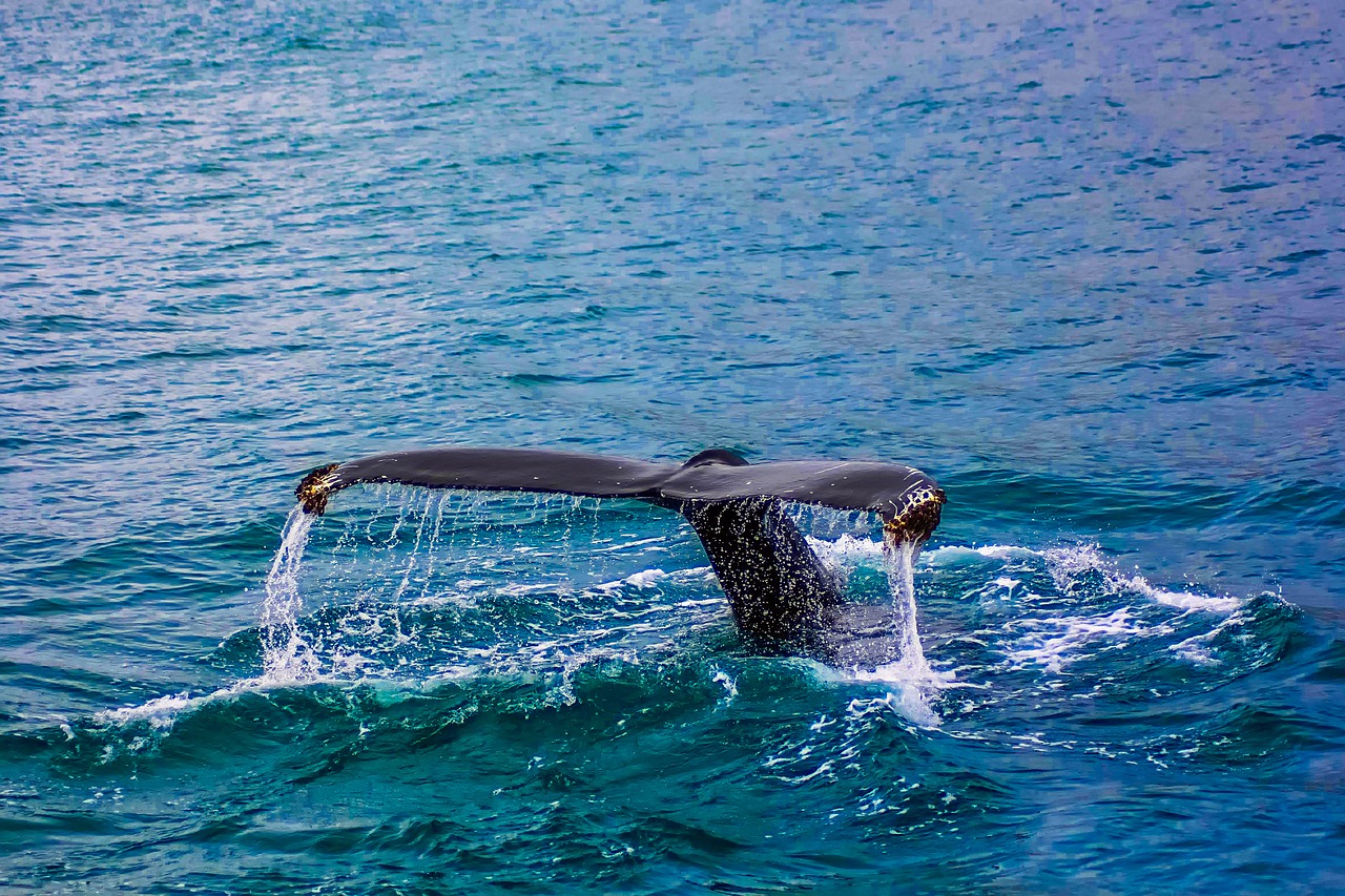 Image - whale breach breaching sea ocean
