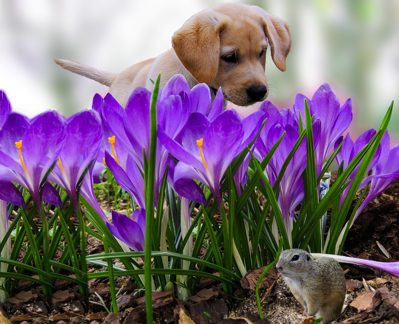 Image - nature animals dog puppy croissant