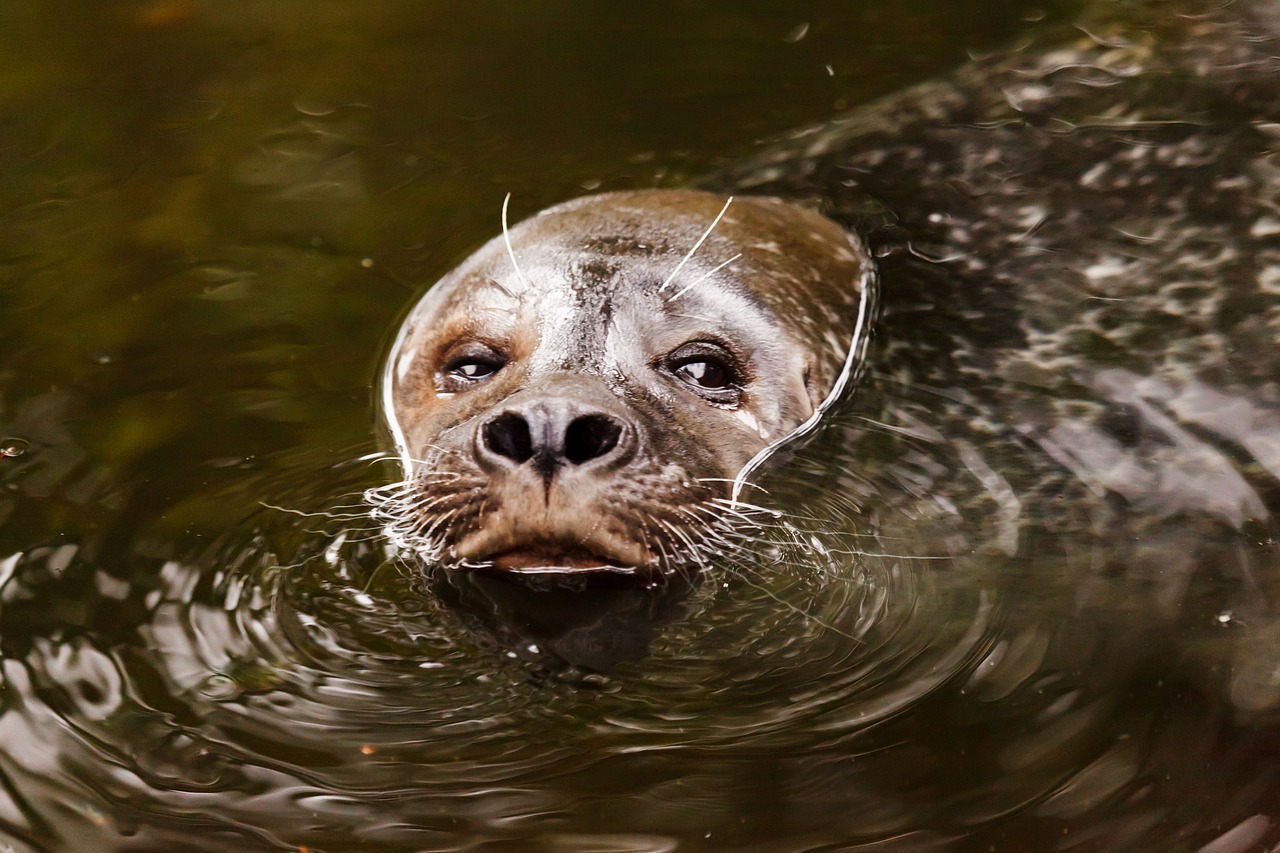 Image - animal aquatic brown eye eyes