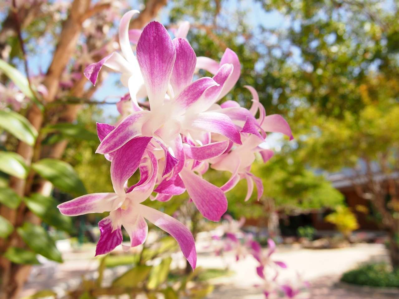 Image - flowers orchid tree