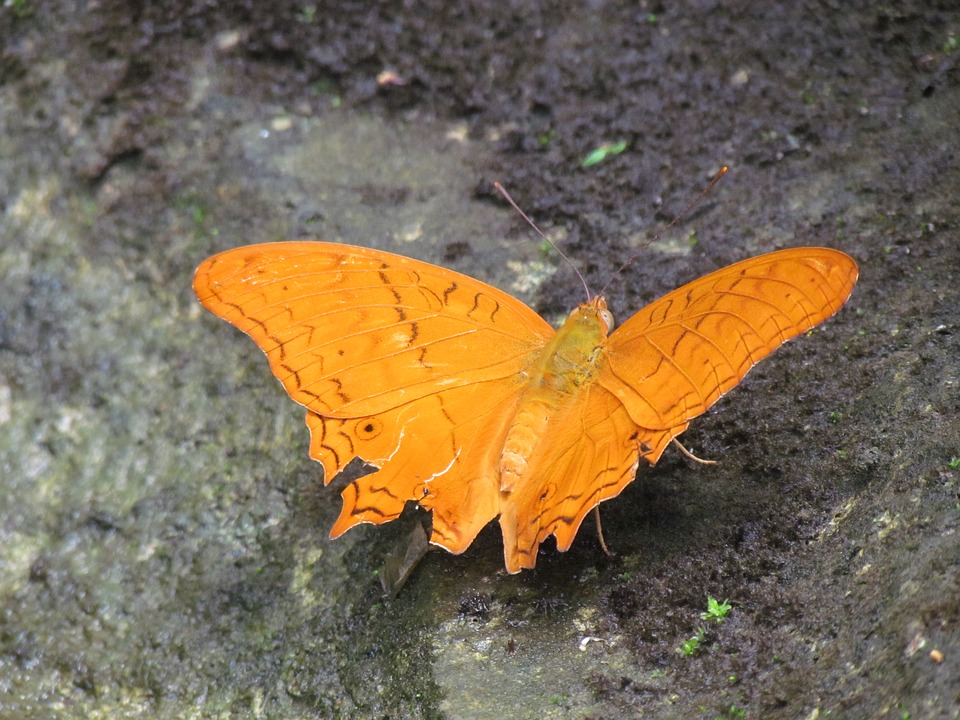 Image - butterfly nature bug animal