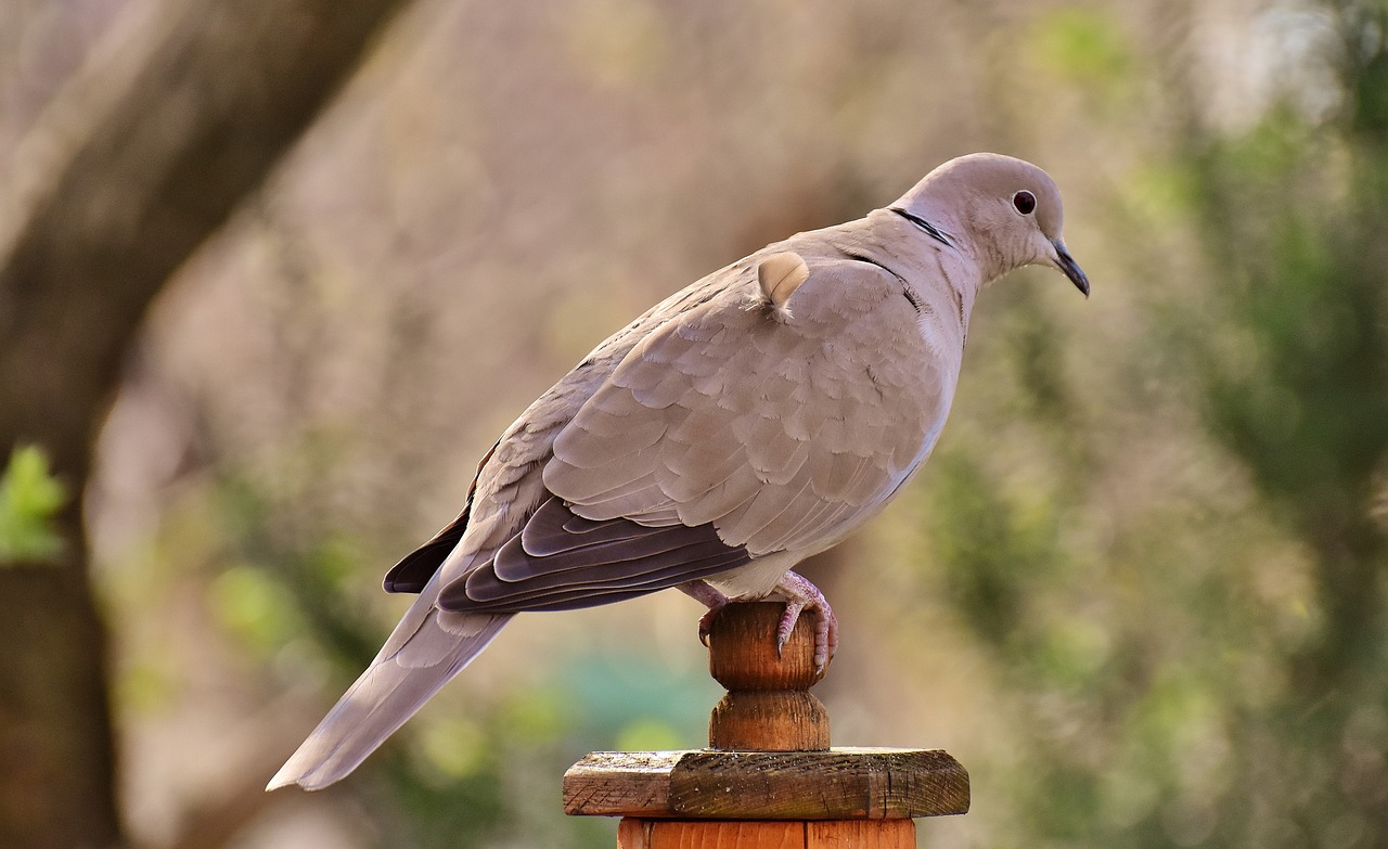 Image - collared bird plumage dove nature