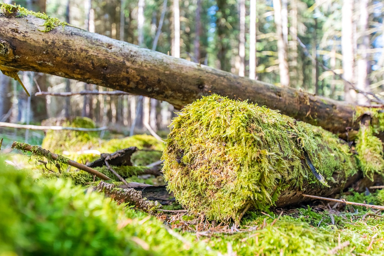 Image - spring moss forest nature plant