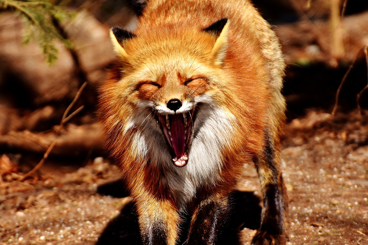 Image - fuchs yawn funny wild animal tired